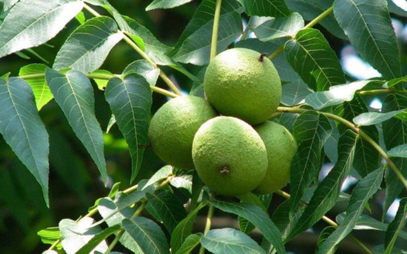 juglans nigra 2 juglans nigra 2